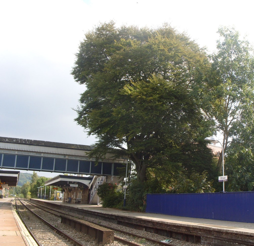 Tree on Stroud Station platform. Photo P Stevens Sept 2014