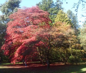 Westonbirt photo 2 copy