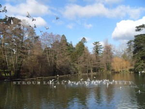 Stratford Park Feb 2016 P Stevens