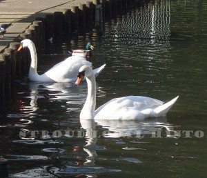 Stratford Park Feb 2016 P Stevens